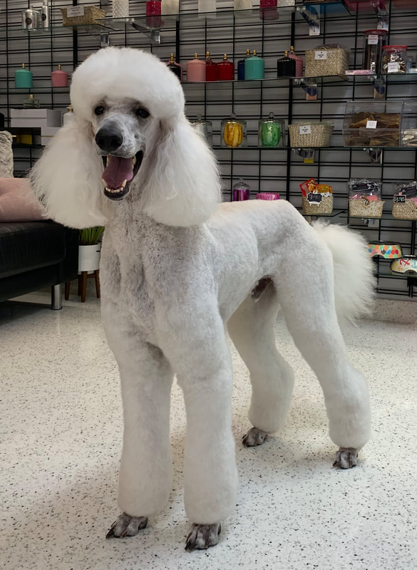 Welcome to Debonnaire Dogs: we specialise in prestige grooming: Hand  scissoring: Australian Breed Standards. We are dedicated to making grooming  a positive experience for your pup. Your puppies first haircut should be