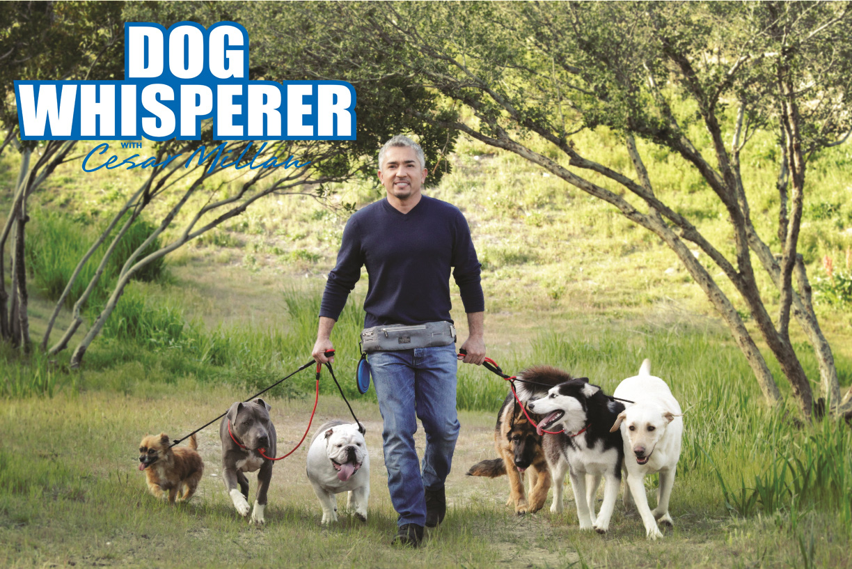 DOOG "Cesar Millan Pro Belt " The Dog Whisperer Walkie Belt